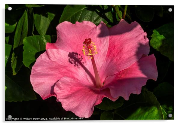 Viceroy Dark Pink Tropical Hibiscus Flowers Hawaii Acrylic by William Perry