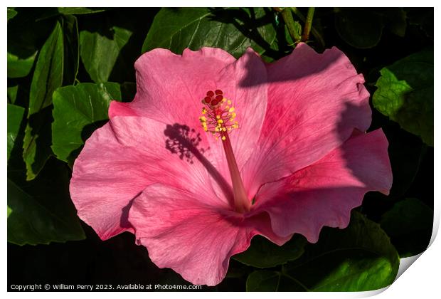 Viceroy Dark Pink Tropical Hibiscus Flowers Hawaii Print by William Perry