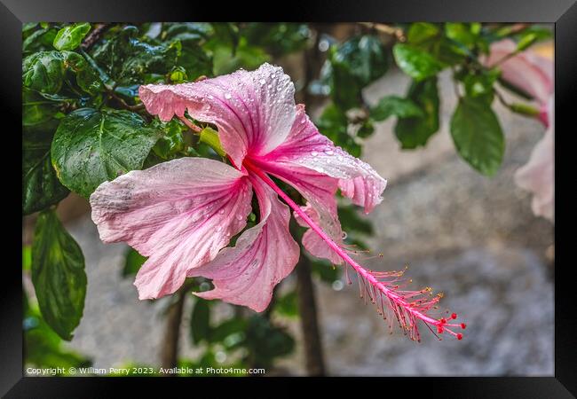 White Pink Tropical Hibiscus Flowers Hawaii Framed Print by William Perry