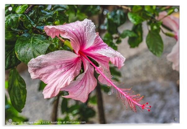 White Pink Tropical Hibiscus Flowers Hawaii Acrylic by William Perry