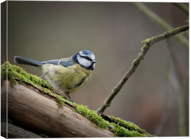 Resting On A Mossy Branch Canvas Print by Martyn Large