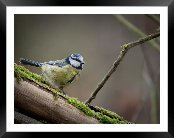 Resting On A Mossy Branch Framed Mounted Print by Martyn Large