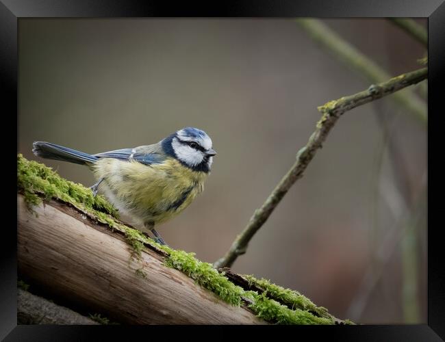 Resting On A Mossy Branch Framed Print by Martyn Large