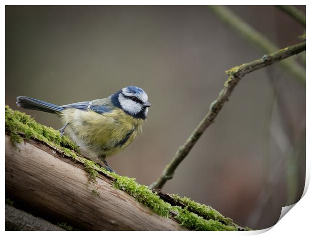 Resting On A Mossy Branch Print by Martyn Large