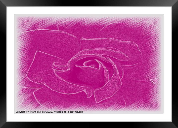 Magenta lace rose Framed Mounted Print by Marinela Feier