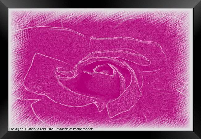 Magenta lace rose Framed Print by Marinela Feier