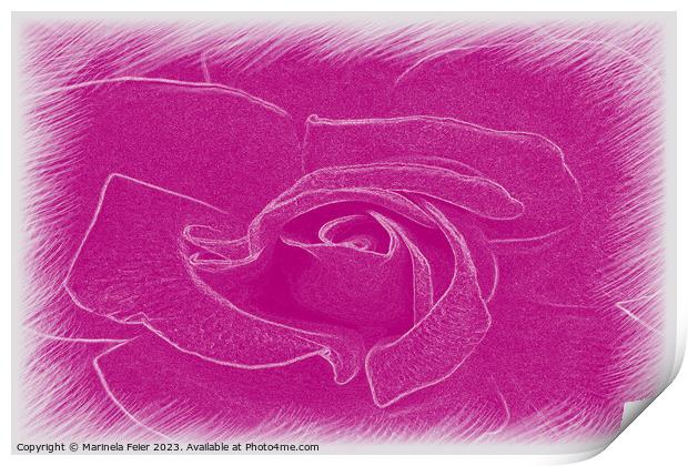 Magenta lace rose Print by Marinela Feier