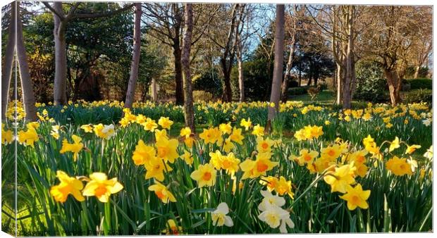 Daffodils Stanley Park, Blackpool Canvas Print by Michele Davis