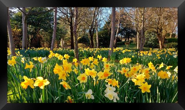 Daffodils Stanley Park, Blackpool Framed Print by Michele Davis