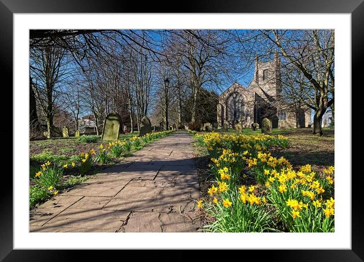 Churchyard Spring Daffodils Framed Mounted Print by Martyn Arnold