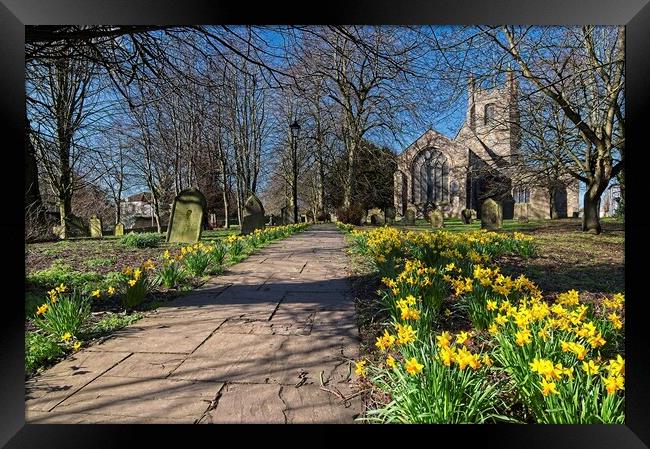 Churchyard Spring Daffodils Framed Print by Martyn Arnold