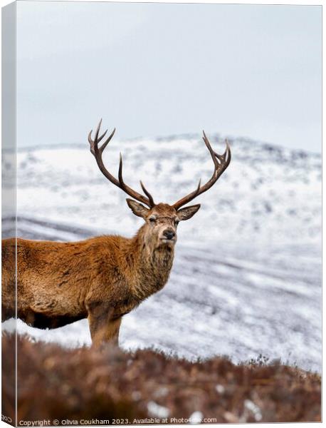 Loch Muick’s Majestic Stag Canvas Print by Olivia Coukham