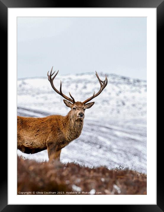 Loch Muick’s Majestic Stag Framed Mounted Print by Olivia Coukham
