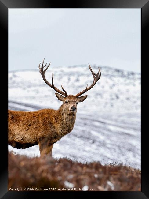 Loch Muick’s Majestic Stag Framed Print by Olivia Coukham