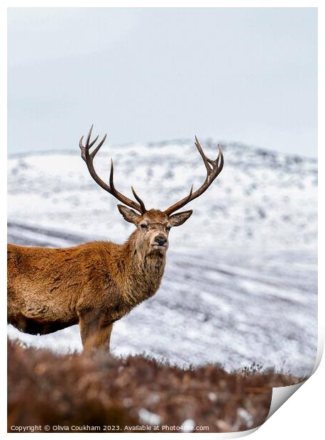 Loch Muick’s Majestic Stag Print by Olivia Coukham
