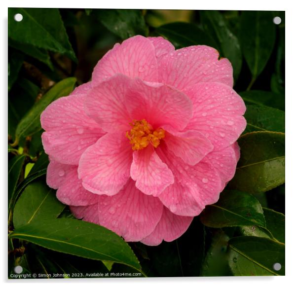 Camellia flower Acrylic by Simon Johnson