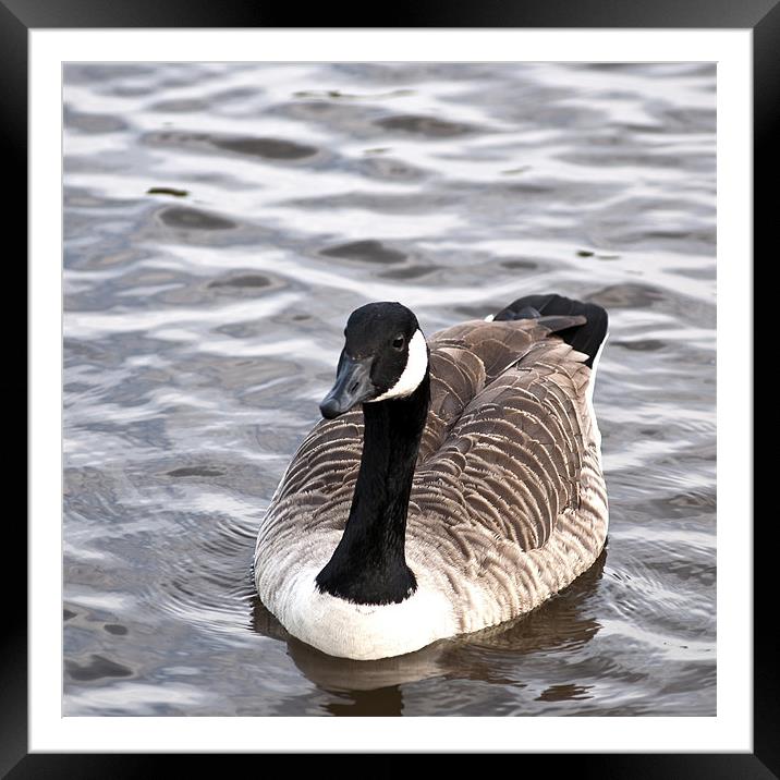 Canada Goose Branta Canadensis Framed Mounted Print by Steve Purnell