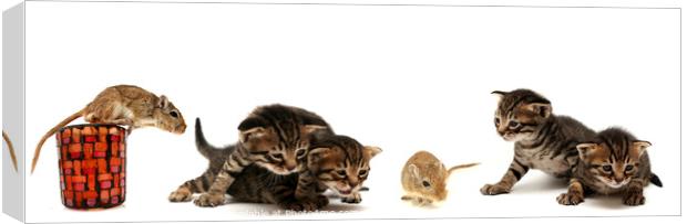 Kittens and mouse  Canvas Print by PhotoStock Israel