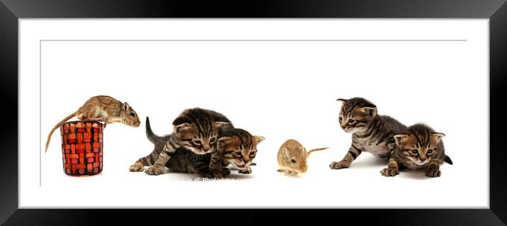 Kittens and mouse  Framed Mounted Print by PhotoStock Israel