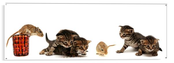 Kittens and mouse  Acrylic by PhotoStock Israel