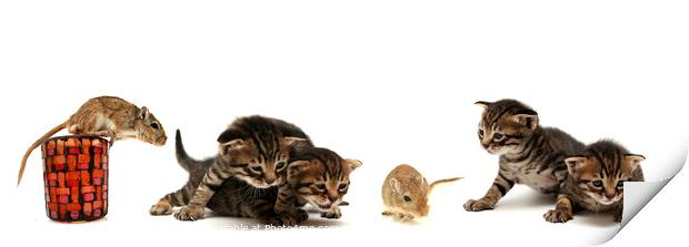 Kittens and mouse  Print by PhotoStock Israel