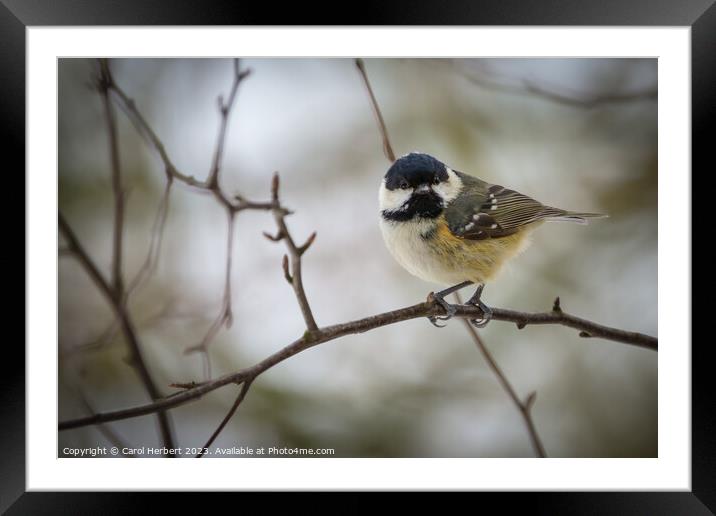 Single Great Tit on a Branch Framed Mounted Print by Carol Herbert