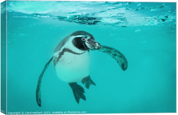Humboldt Penguin Swimming Underwater Canvas Print by Carol Herbert