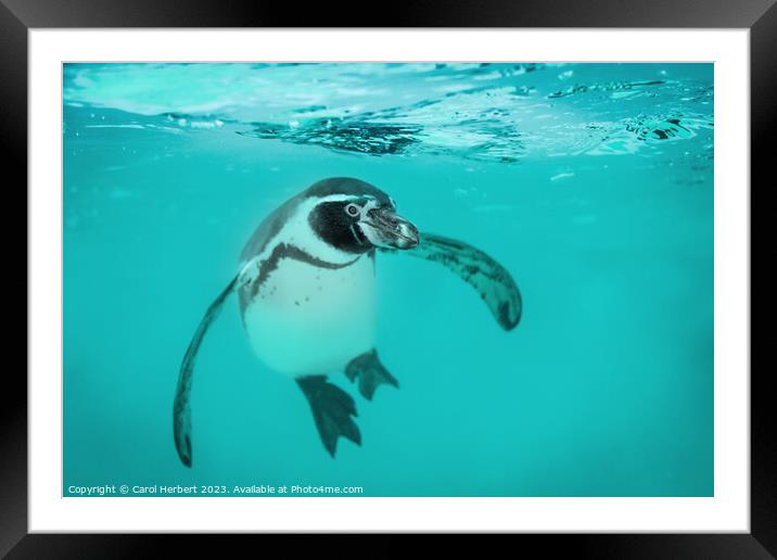 Humboldt Penguin Swimming Underwater Framed Mounted Print by Carol Herbert