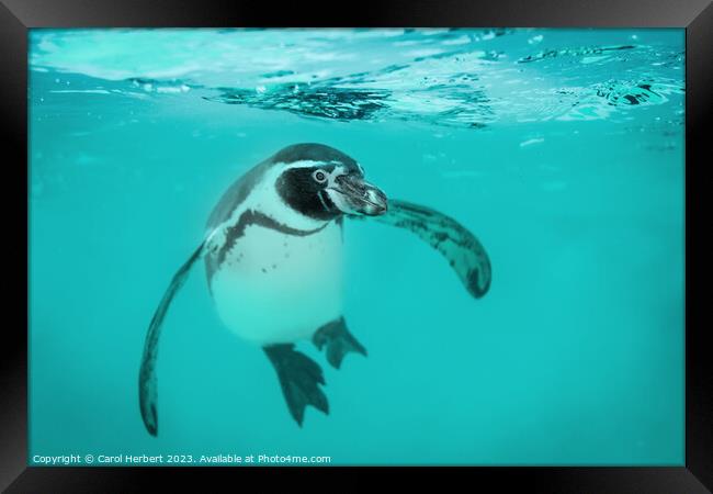 Humboldt Penguin Swimming Underwater Framed Print by Carol Herbert