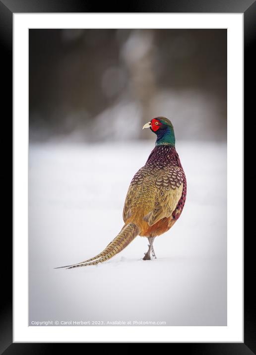 Pheasant in Snow Framed Mounted Print by Carol Herbert