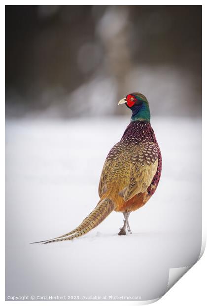 Pheasant in Snow Print by Carol Herbert