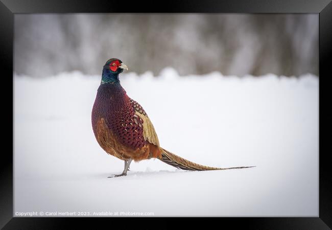 Pheasant in Snow Framed Print by Carol Herbert