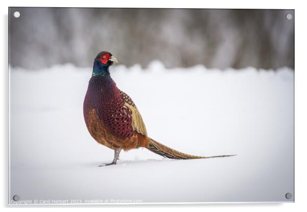 Pheasant in Snow Acrylic by Carol Herbert