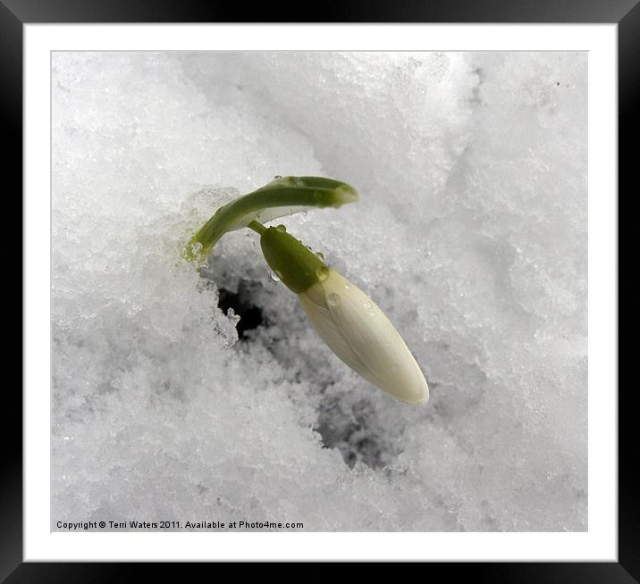 Snowdrop in the snow Framed Mounted Print by Terri Waters