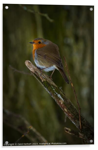 A Robin on a Branch Acrylic by Carol Herbert