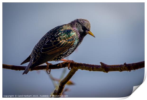 Single British Starling Print by Carol Herbert