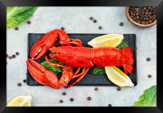 Whole red lobster with fresh herbs Framed Print by Mykola Lunov Mykola