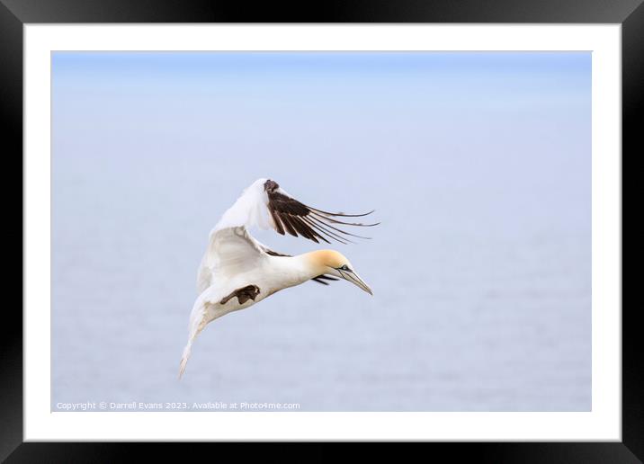 Gannet in flight Framed Mounted Print by Darrell Evans