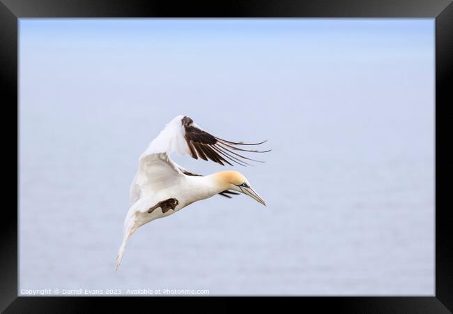 Gannet in flight Framed Print by Darrell Evans