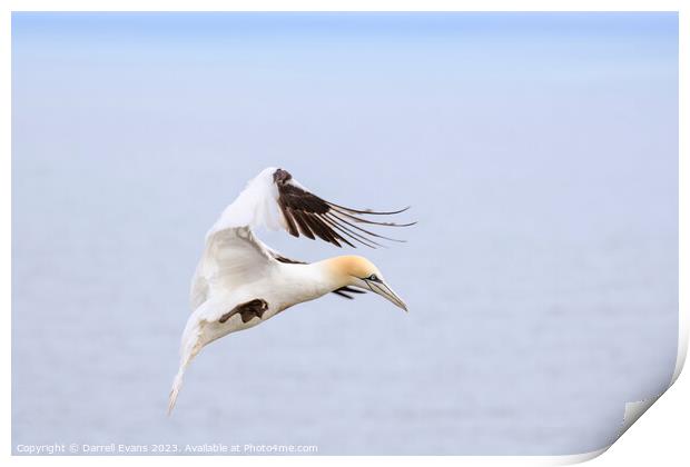 Gannet in flight Print by Darrell Evans