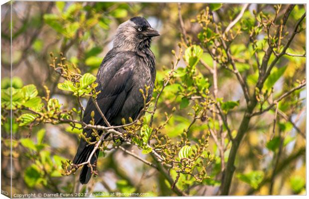 A Jackdaw perched on a tree branch Canvas Print by Darrell Evans