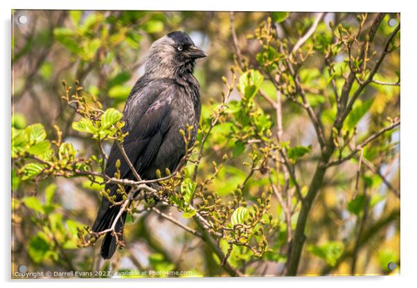 A Jackdaw perched on a tree branch Acrylic by Darrell Evans
