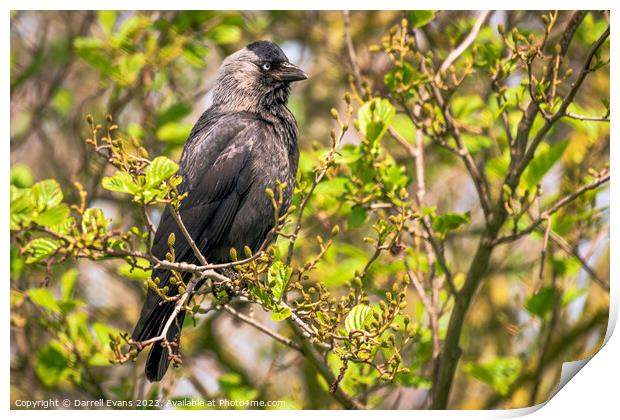 A Jackdaw perched on a tree branch Print by Darrell Evans