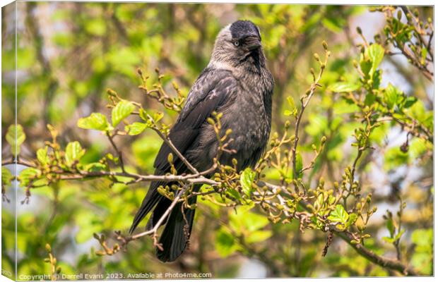 Jackdaw perched Canvas Print by Darrell Evans
