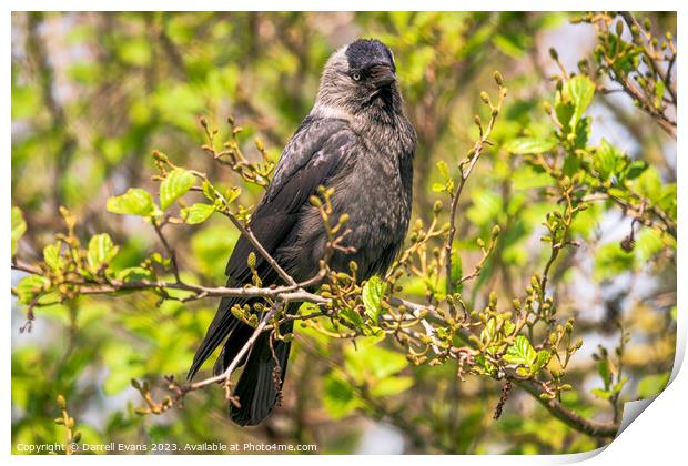 Jackdaw perched Print by Darrell Evans