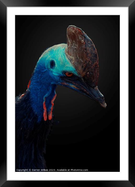 Majestic Southern Cassowary Framed Mounted Print by Darren Wilkes