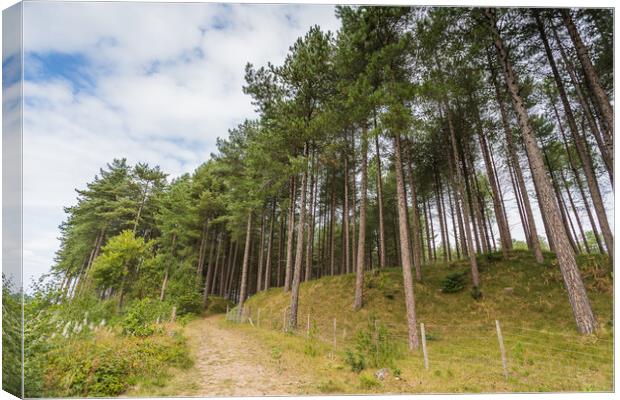 Open gate to part of Formby woods Canvas Print by Jason Wells