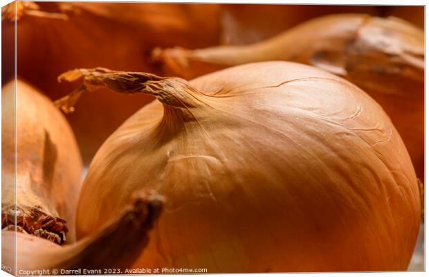 Onions Canvas Print by Darrell Evans