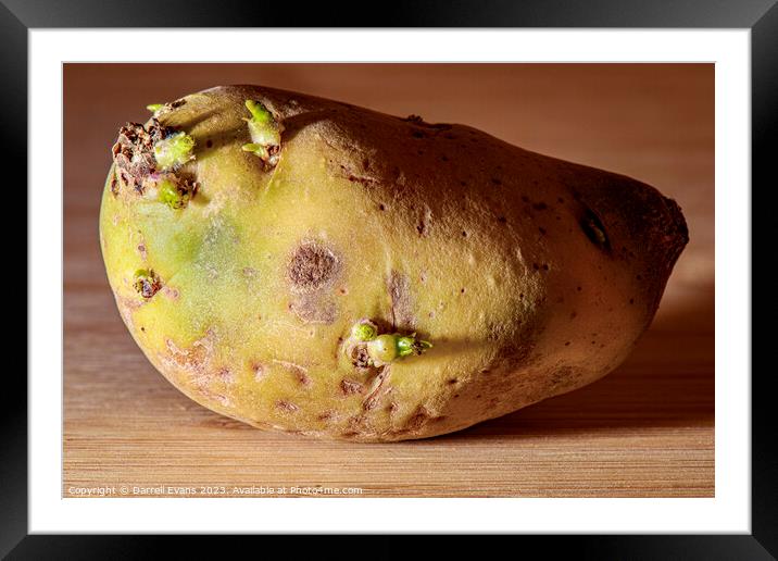 Raw Potato Framed Mounted Print by Darrell Evans