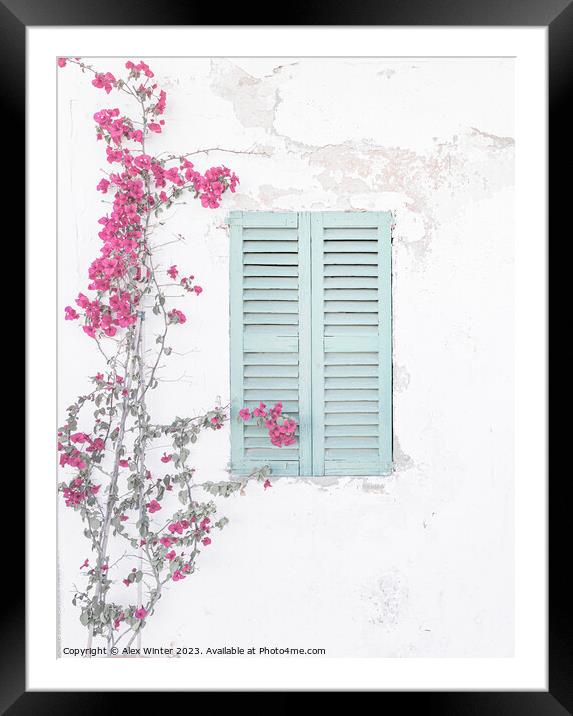 A bougainvillea plant on a Mediterranean house wal Framed Mounted Print by Alex Winter